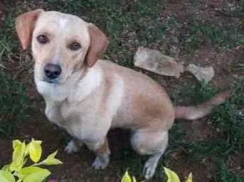 Cachorro ra a Lavrador idade 3 anos nome Rosa