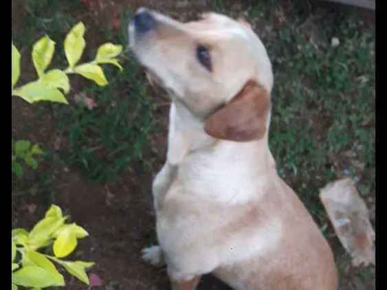 Cachorro ra a Lavrador idade 3 anos nome Rosa