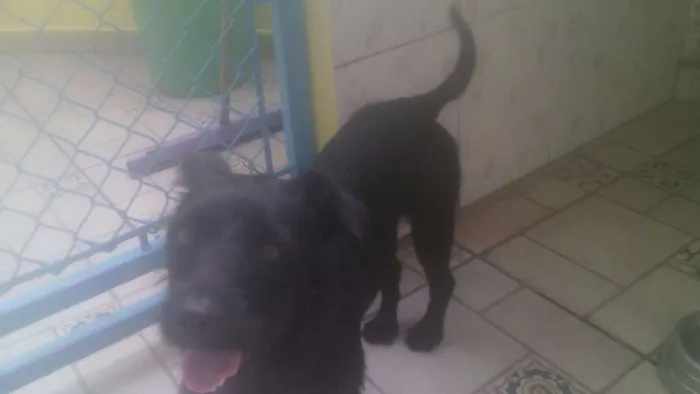 Cachorro ra a srd idade 1 ano nome Emily