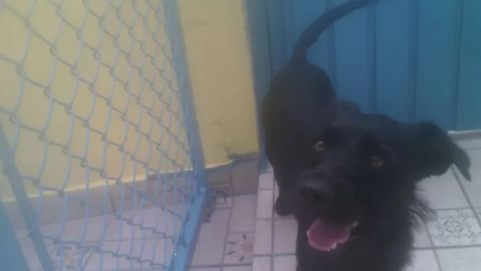 Cachorro ra a srd idade 1 ano nome Emily