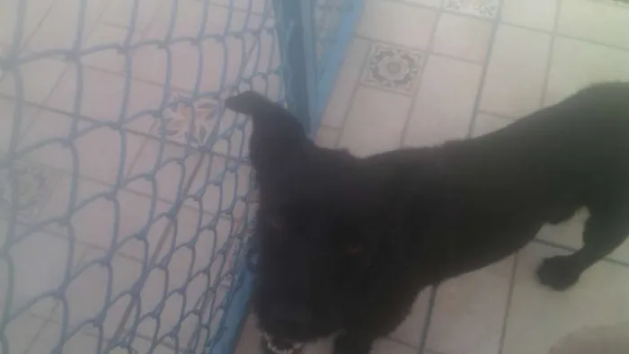 Cachorro ra a srd idade 1 ano nome Emily