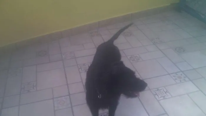 Cachorro ra a srd idade 1 ano nome Emily