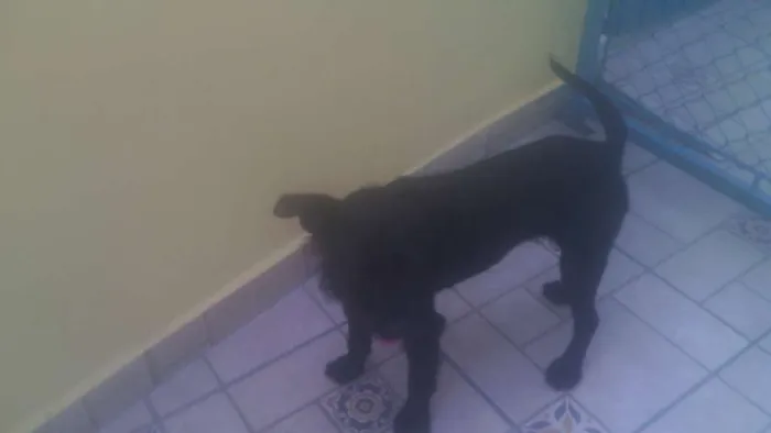 Cachorro ra a srd idade 1 ano nome Emily