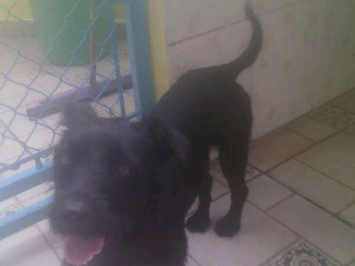 Cachorro ra a srd idade 1 ano nome Emily