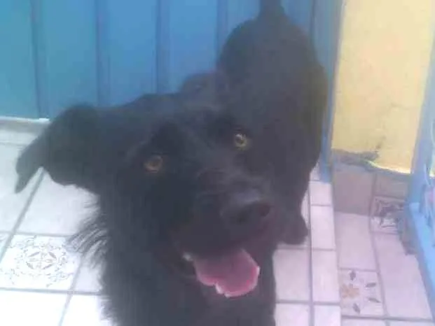 Cachorro ra a srd idade 1 ano nome Emily