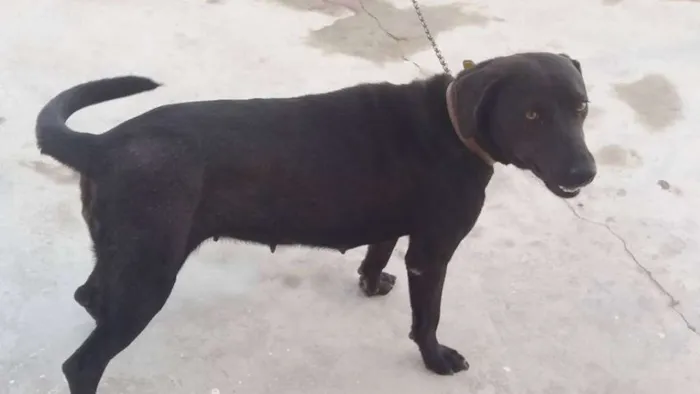 Cachorro raça indefinida idade 1 ano nome Charlote