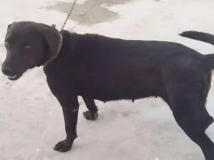 Cachorro raça indefinida idade 1 ano nome Charlote