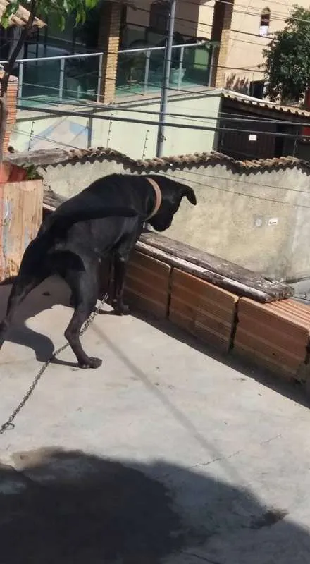 Cachorro raça indefinida idade 1 ano nome Charlote