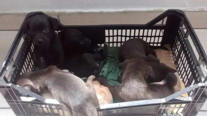 Cachorro ra a Indefinido idade Abaixo de 2 meses nome Sem nome