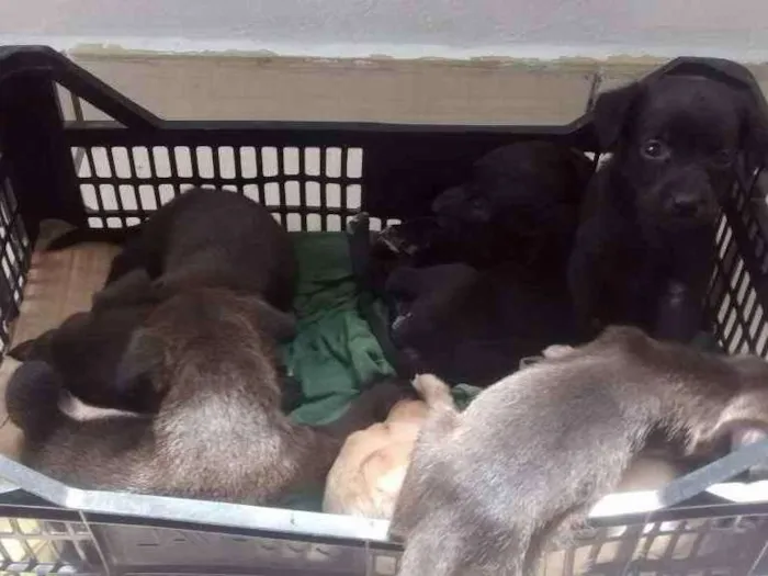 Cachorro ra a Indefinido idade Abaixo de 2 meses nome Sem nome
