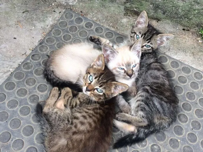 Gato ra a Não definido idade 2 a 6 meses nome Sem Nomes