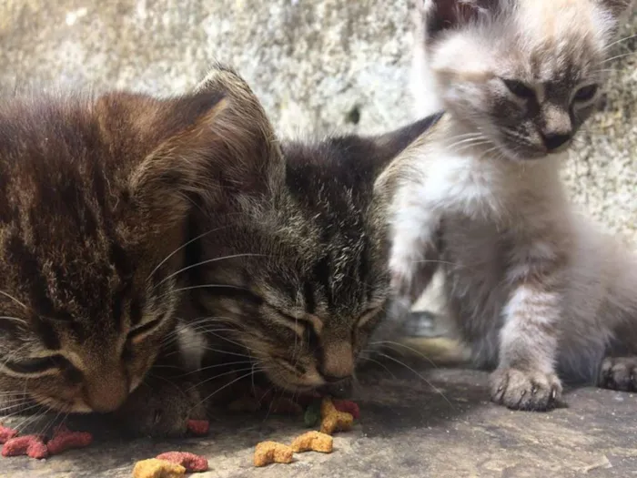 Gato ra a Não definido idade 2 a 6 meses nome Sem Nomes