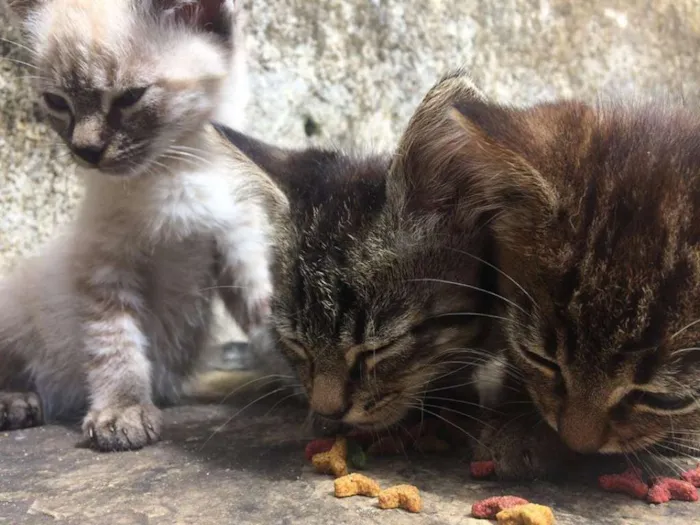 Gato ra a Não definido idade 2 a 6 meses nome Sem Nomes