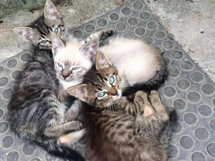 Gato ra a Não definido idade 2 a 6 meses nome Sem Nomes