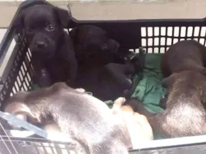 Cachorro raça Indefinido idade Abaixo de 2 meses nome Sem nome