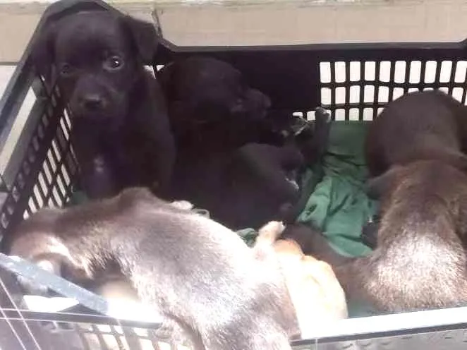 Cachorro ra a Indefinido idade Abaixo de 2 meses nome Sem nome