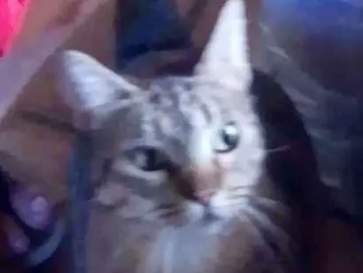 Gato raça Gato.vum idade 2 anos nome Brasininha, e alemão