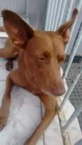 Cachorro raça SRD idade 7 a 11 meses nome Katoosh