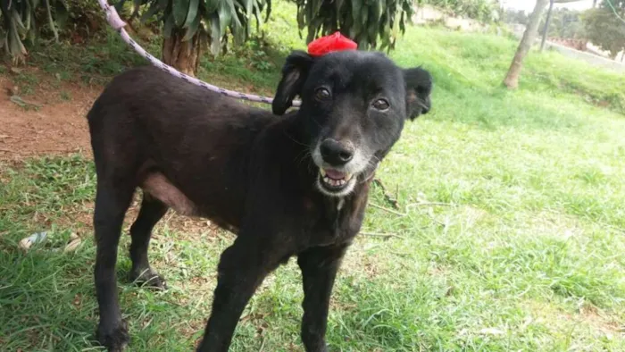 Cachorro ra a SRD idade 6 ou mais anos nome Fran
