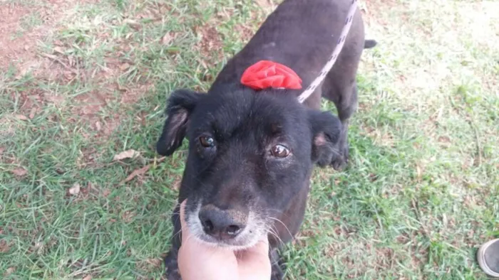 Cachorro ra a SRD idade 6 ou mais anos nome Fran
