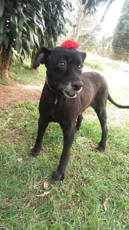 Cachorro ra a SRD idade 6 ou mais anos nome Fran