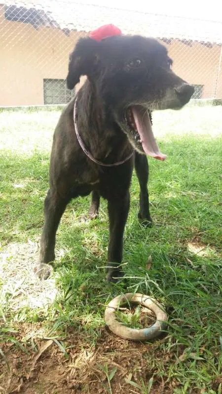 Cachorro ra a SRD idade 6 ou mais anos nome Fran