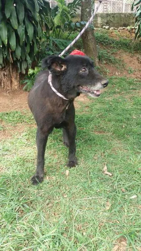 Cachorro ra a SRD idade 6 ou mais anos nome Fran