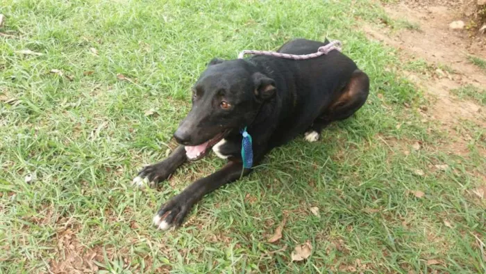 Cachorro raça srd idade 2 anos nome Bob