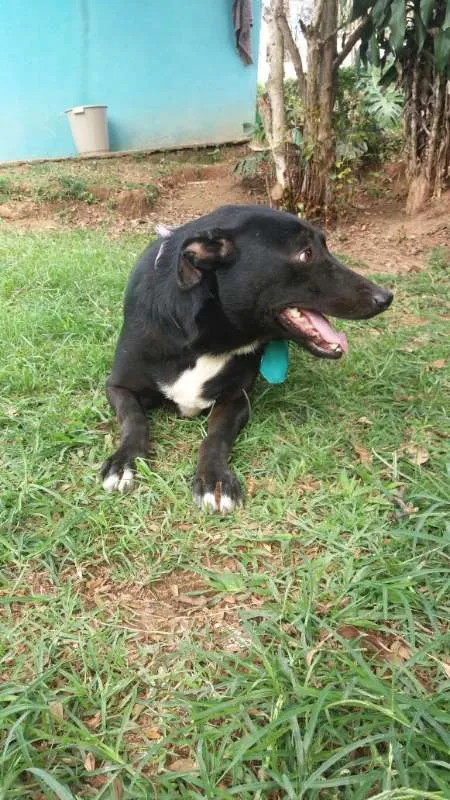 Cachorro raça srd idade 2 anos nome Bob