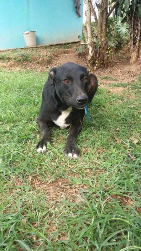 Cachorro raça srd idade 2 anos nome Bob