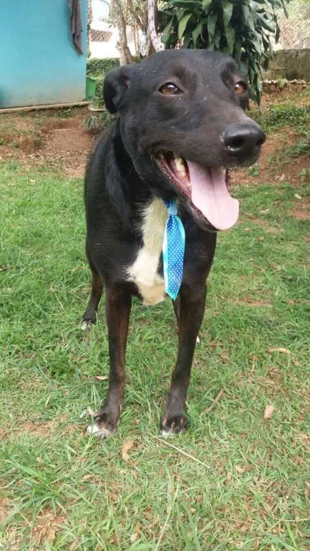 Cachorro raça srd idade 2 anos nome Bob