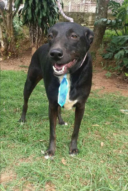 Cachorro raça srd idade 2 anos nome Bob