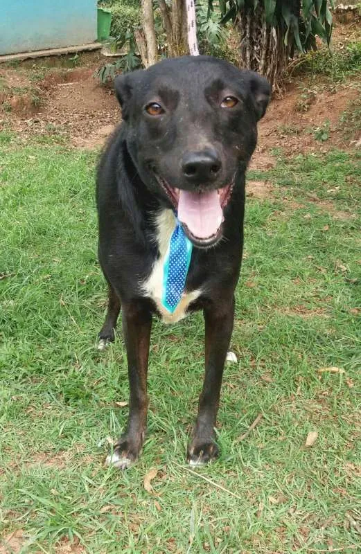 Cachorro raça srd idade 2 anos nome Bob