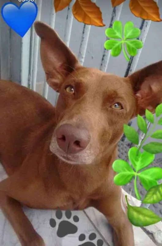 Cachorro raça SRD idade 7 a 11 meses nome Katoosh