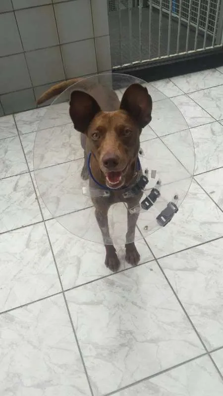 Cachorro raça SRD idade 7 a 11 meses nome Katoosh