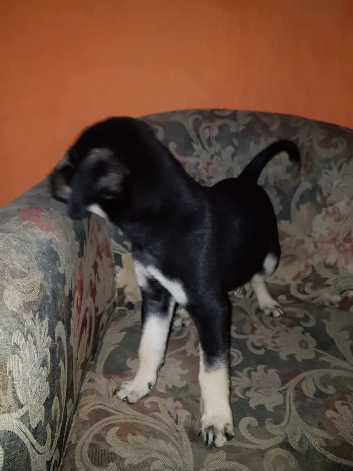 Cachorro raça Indefinida  idade 2 a 6 meses nome Sem nome 