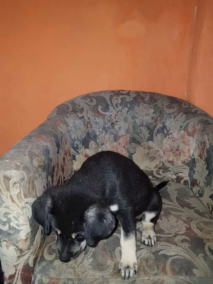 Cachorro raça Indefinida  idade 2 a 6 meses nome Sem nome 