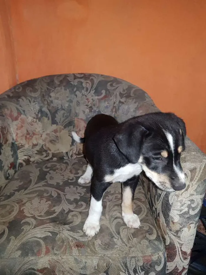 Cachorro raça Indefinida  idade 2 a 6 meses nome Sem nome 