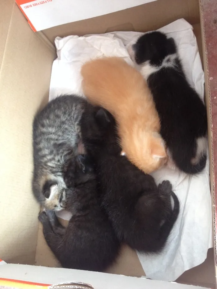Gato raça  idade Abaixo de 2 meses nome Filhotes