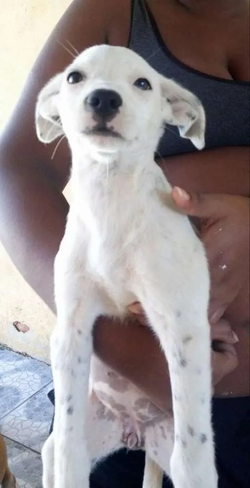Cachorro raça Viralata idade 2 a 6 meses nome Sem nome