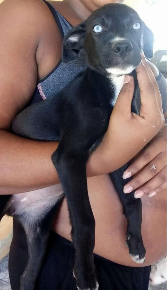 Cachorro raça Viralata idade 2 a 6 meses nome Sem nome