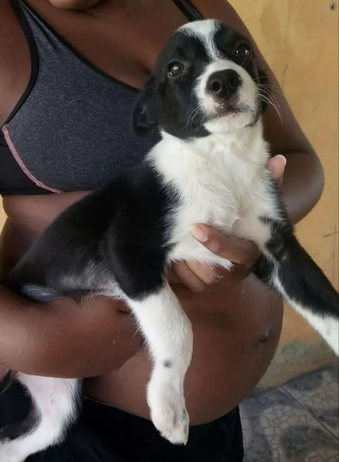 Cachorro raça Viralata idade 2 a 6 meses nome Sem nome