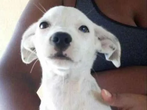 Cachorro raça Viralata idade 2 a 6 meses nome Sem nome