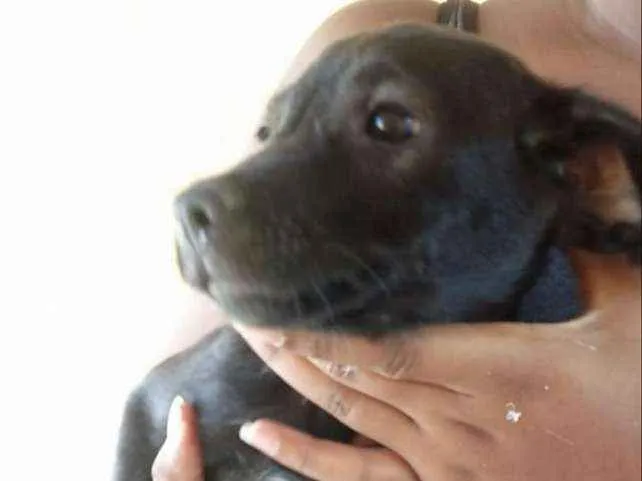 Cachorro raça Viralata idade 2 a 6 meses nome Sem nome