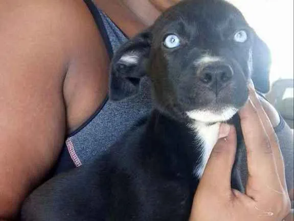 Cachorro raça Viralata idade 2 a 6 meses nome Sem nome