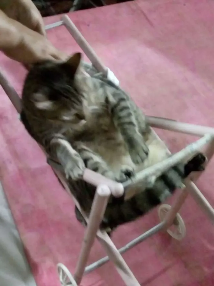 Gato ra a Gato comum idade 1 ano nome Alemao