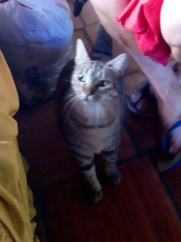 Gato ra a Gato comum idade 1 ano nome Alemao
