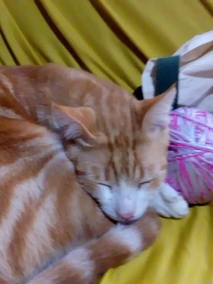 Gato ra a Gato comum idade 1 ano nome Alemao