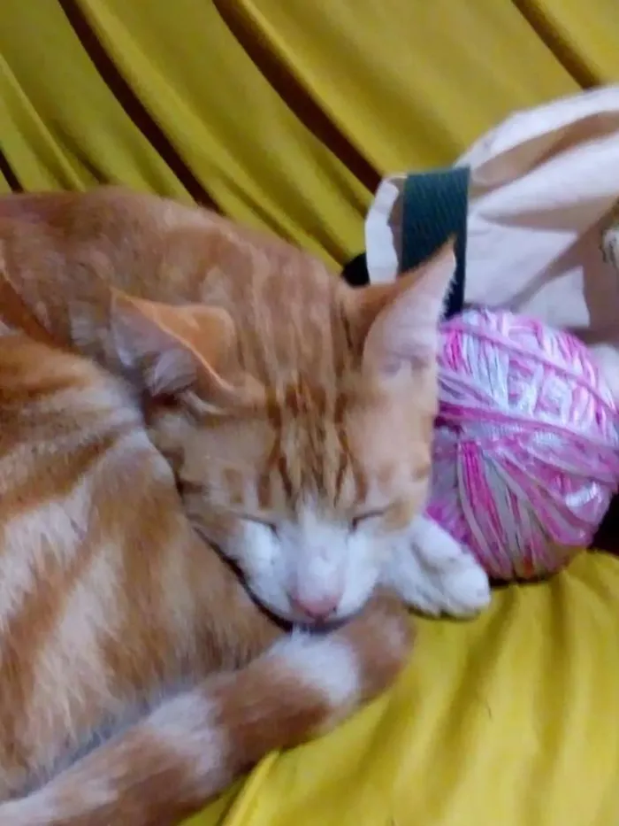 Gato ra a Gato comum idade 1 ano nome Alemao
