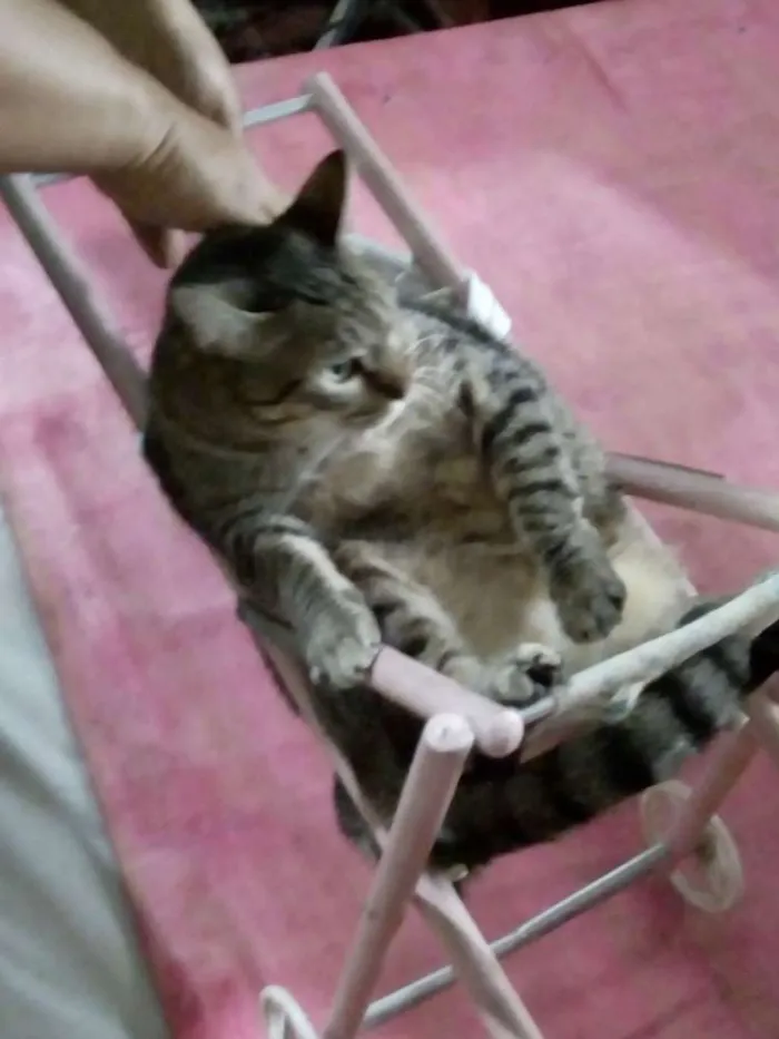 Gato ra a Gato comum idade 1 ano nome Alemao
